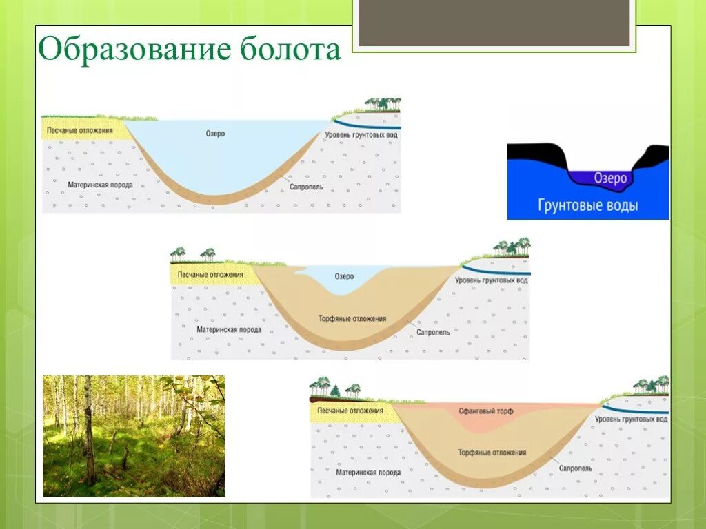 Строение болота. Образование болота схема. Формирование верхового болота. Процесс образования болот. Схема зарастания болота.