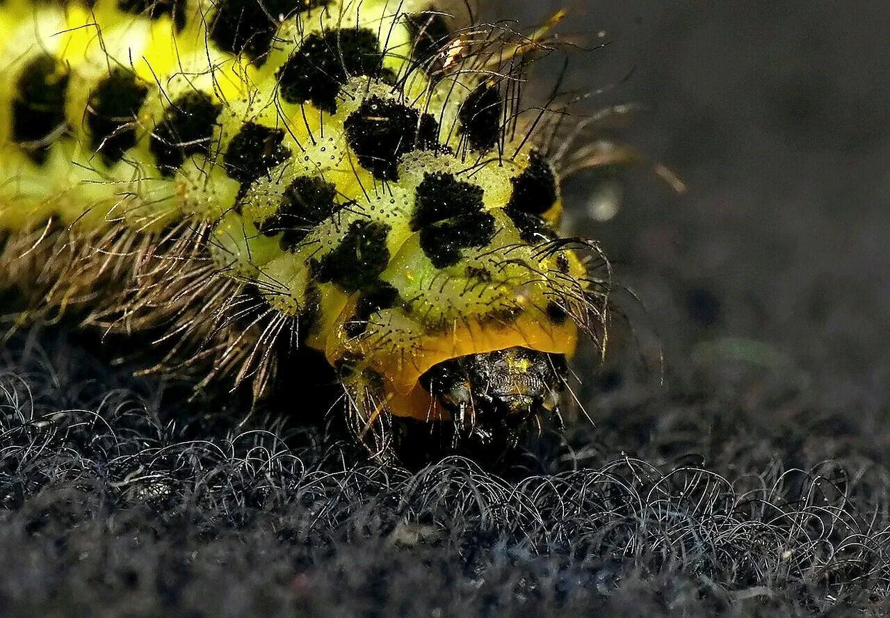 Черно желтая гусеница. Gnophria rubricollis гусеница. желтая ядовитая гусеница. гусеницы желтоустки. ядовитая гусеница мохнатая.