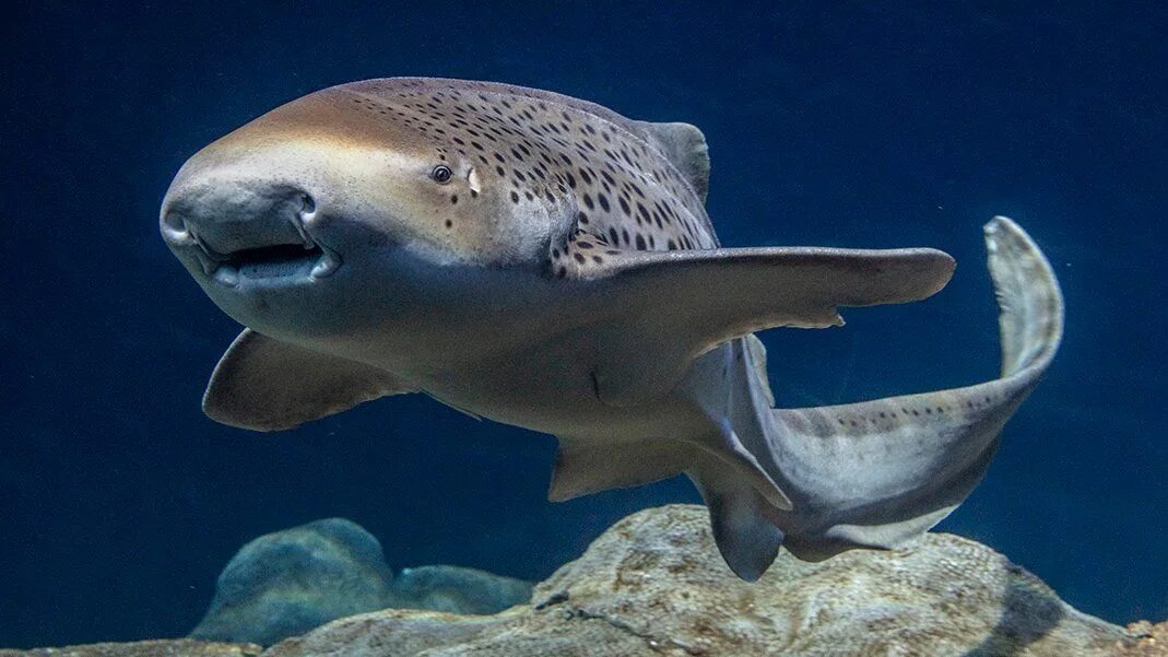 Зебровых акул. Зебровая акула акулы. Зебровая рогатая акула. Акула зебра зебровая акула. Акула леопардовая зебровая.