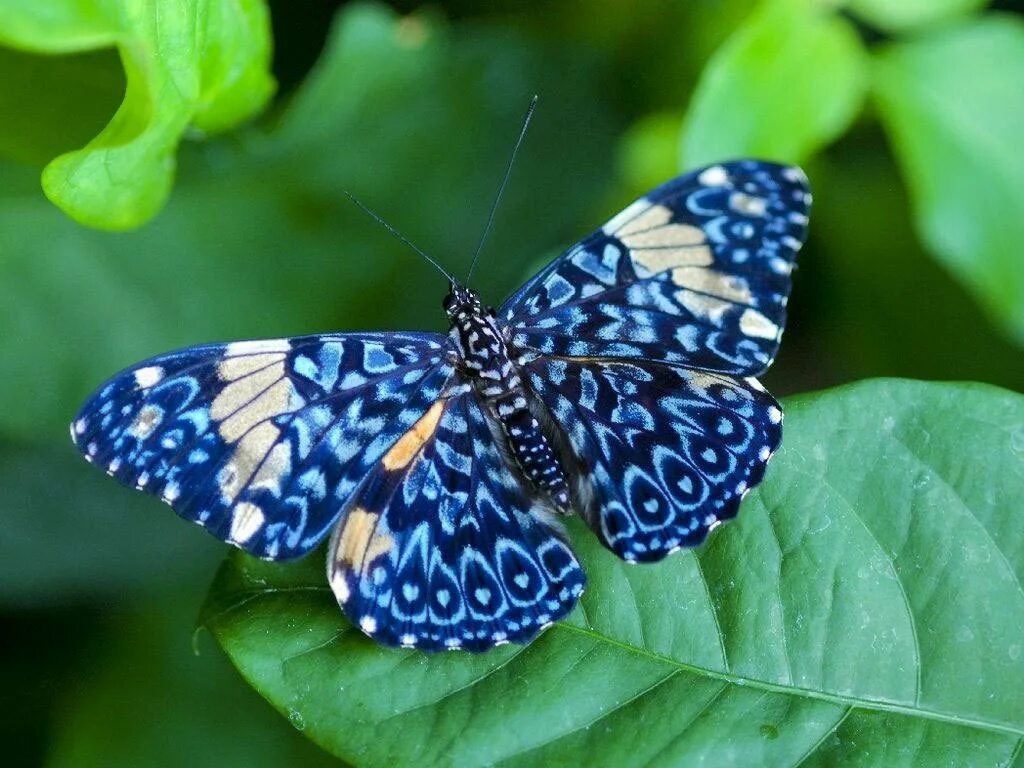 Бабочки вб. Бабочка крапчатый Арлекин. Калифорнийский синий Махаон. Горгеус бабочка. Климена бабочка.