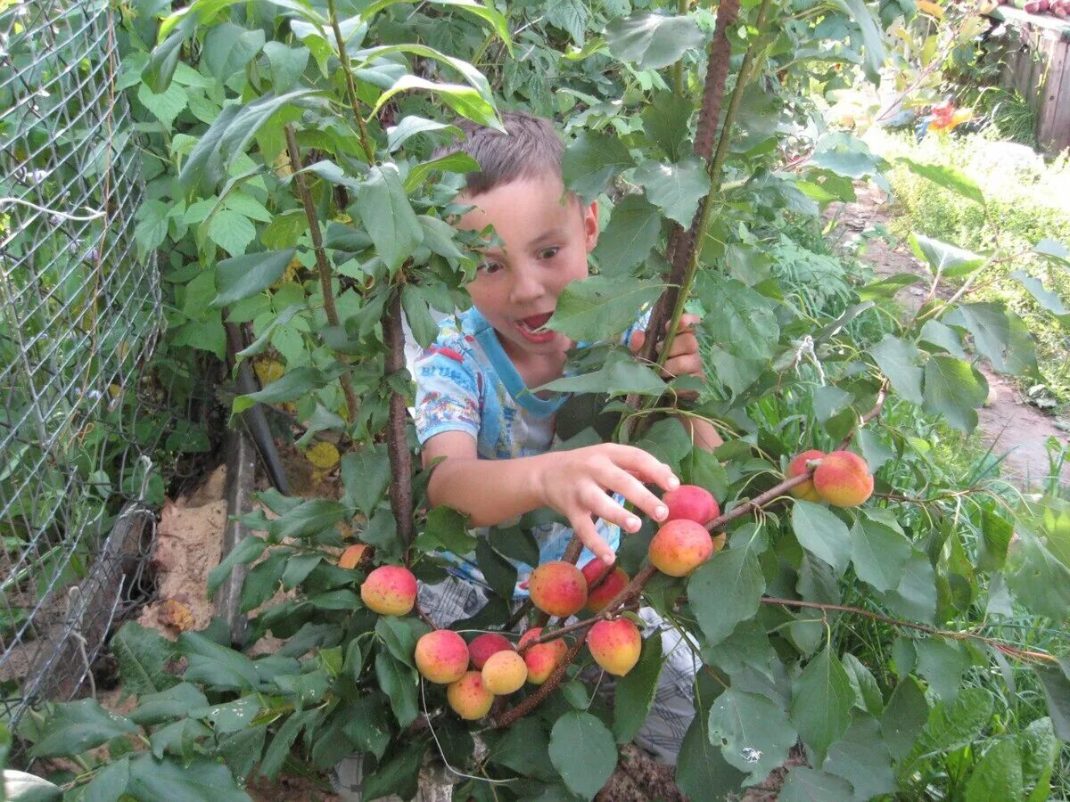 Яблоки садовые. Сбор яблок. Яблоки ворую. Мальчишки воруют яблоки. Украл яблоки.
