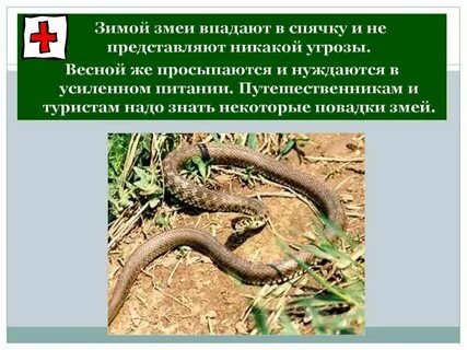 Когда гадюки впадают в спячку
