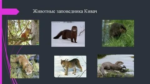 Какие животные находятся в заповеднике