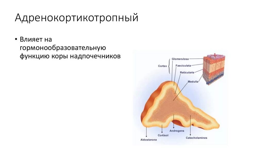 Гормоны надпочечников гормон гипофиза. Адренокортикотропный гормон. Гормоны коры надпочечников. Корковое вещество надпочечников. Адренокортикотропный гормон стимулирует функции.