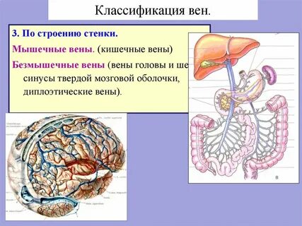 Центральная вена печени