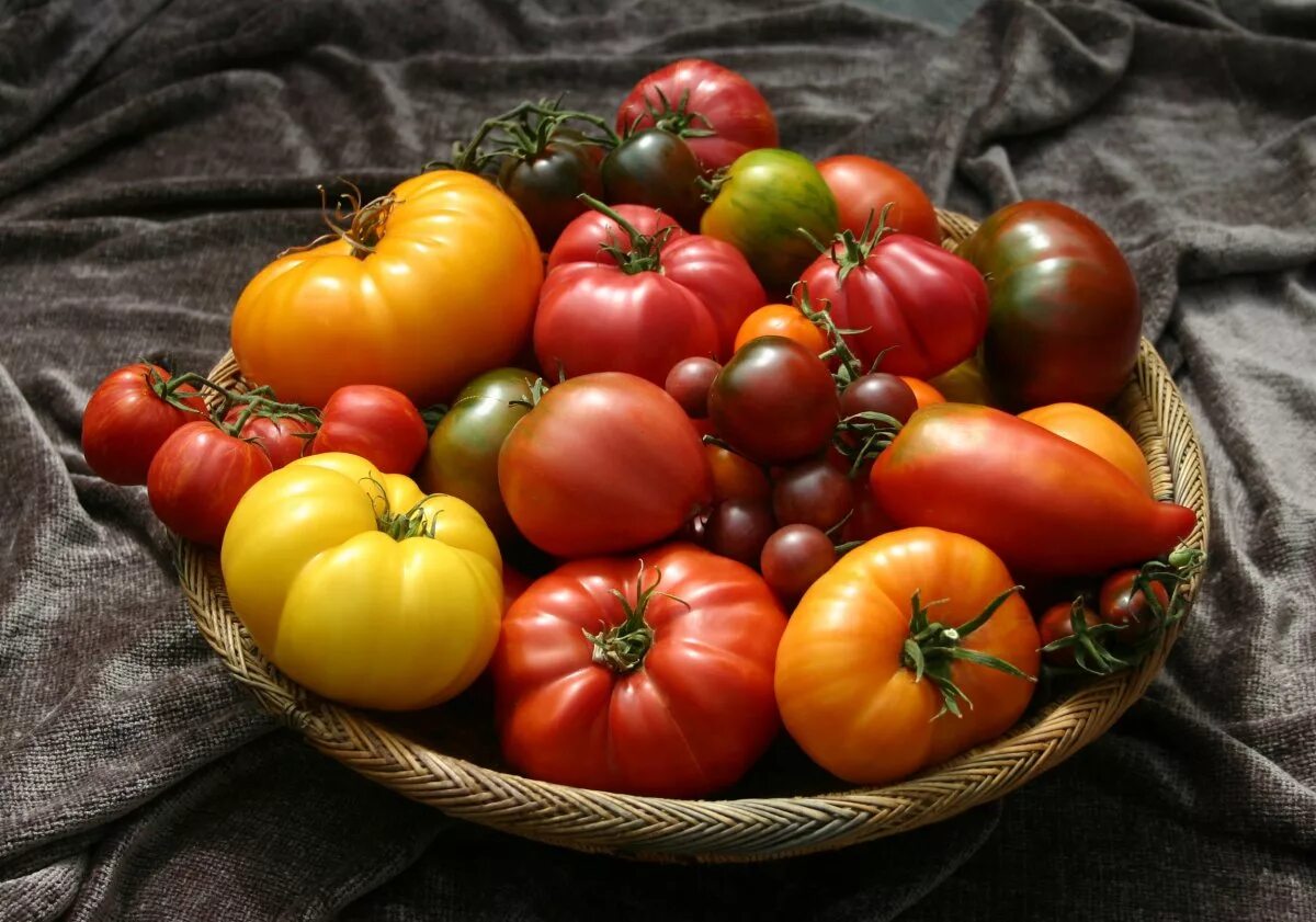 Какие есть семена томатов. Томат Радуга Хейли. Томат Эрмитаж. Томат малина Трестон. Разноцветные помидоры.