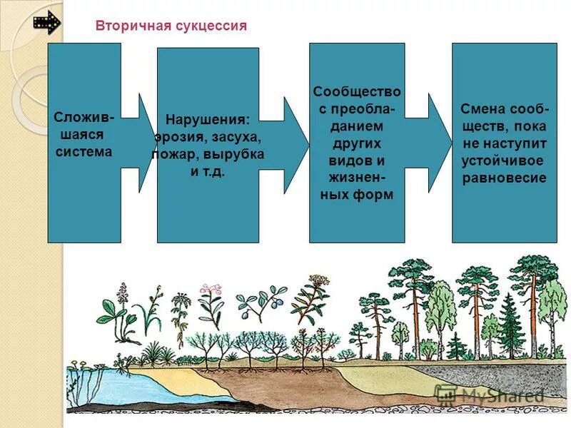 Как происходит смена сообществ. Вторичная экологическая сукцессия. Этапы вторичной сукцессии.