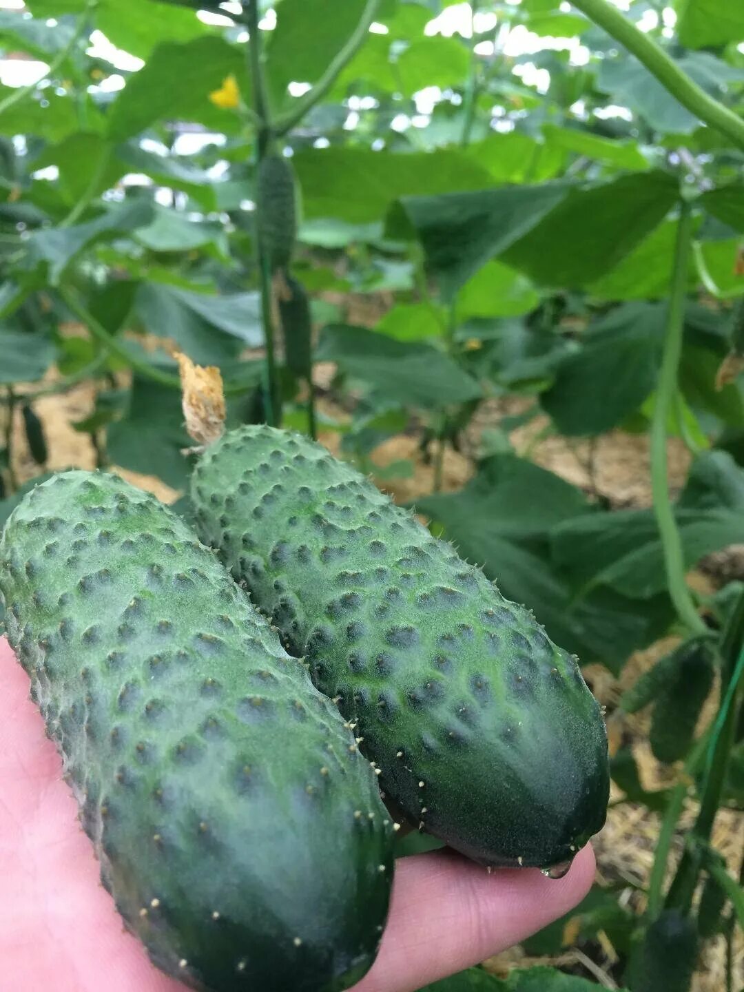 огурец св 4097 цв f1, 5шт. огурец корнишон, св4097цв f1. Sv4097cv f1/ св 4097 цв f1. огурцы св. гибрид огурца св 4097.