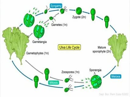 Зеленые водоросли чем представлен спорофит