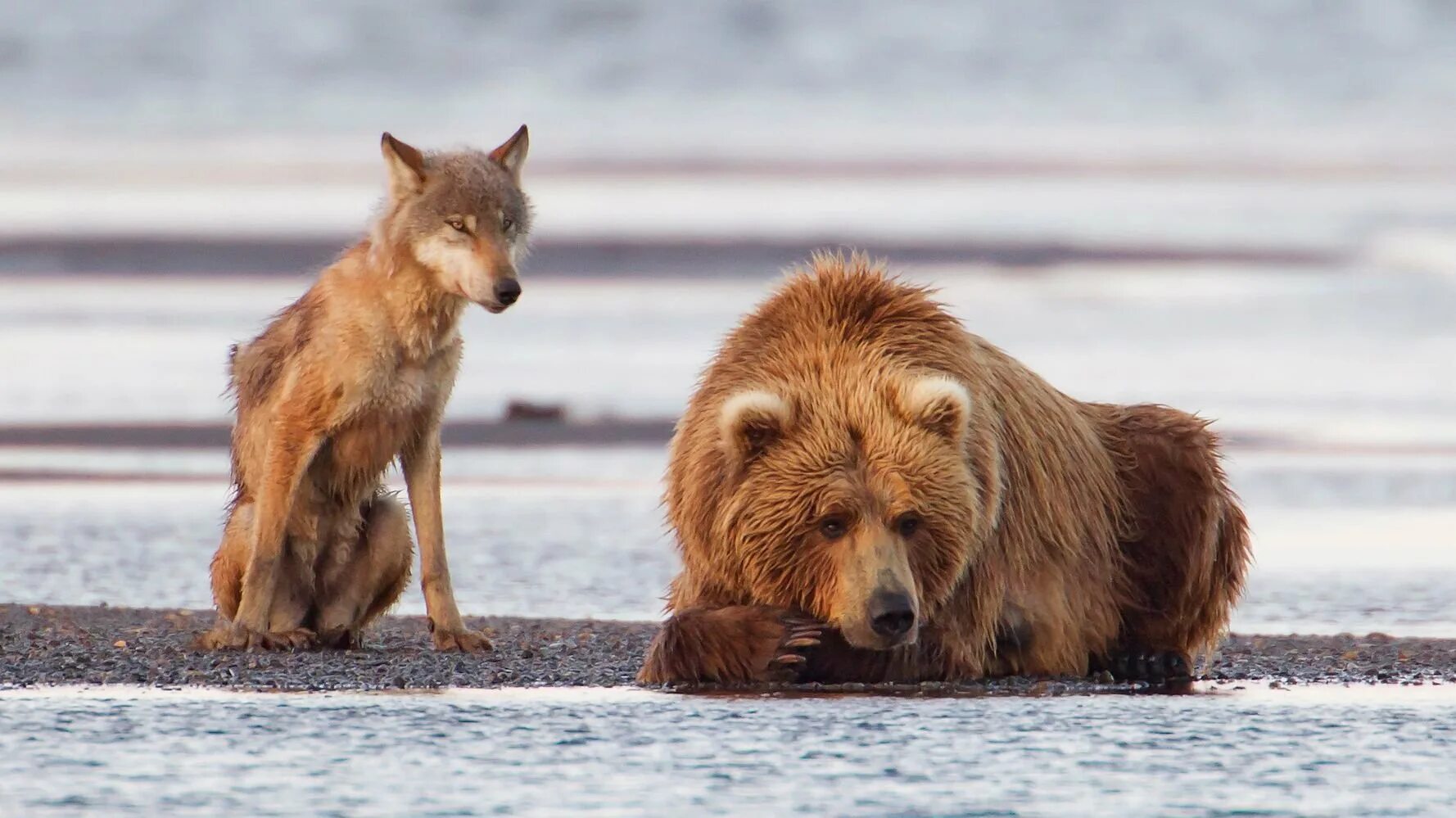 Какие отношения складываются между медведем и лисицей. Волки и медведи. Дикая природа Аляски. Волк и медведь Дружба. Волк и Медвежонок.