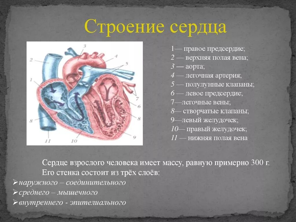 Строение сердца. Строение и работа сердца. Сердце взрослого человека. Строение правого предсердия сердца. Характеристика правого предсердия