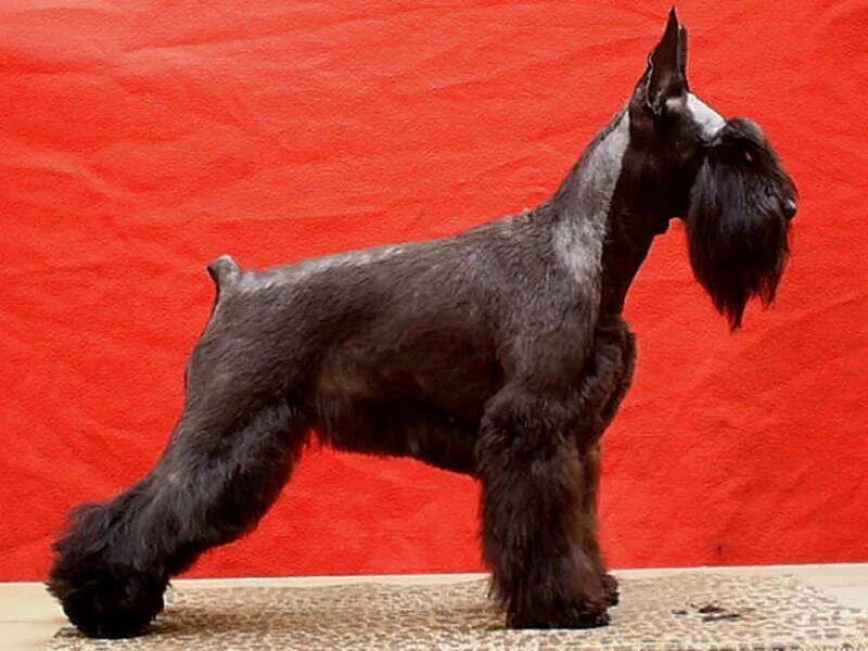 груминг цвергшнауцера. порода собак шнауцер цверг. ризеншнауцер миттель и цверг. ризеншнауцерстримминг. тримминг цверга.