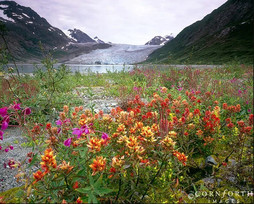 Цветок аляска. Аляска цветы. Горные цветы Аляски. Лейкантемум Аляска.