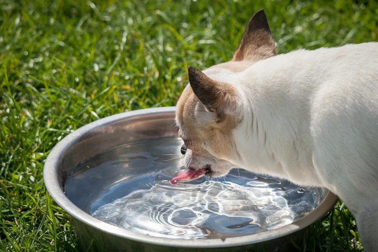 Собака постоянно пьет. Миска с водой для животных. Животные пьют воду. Миска с водой для собаки. Кот пьет воду.