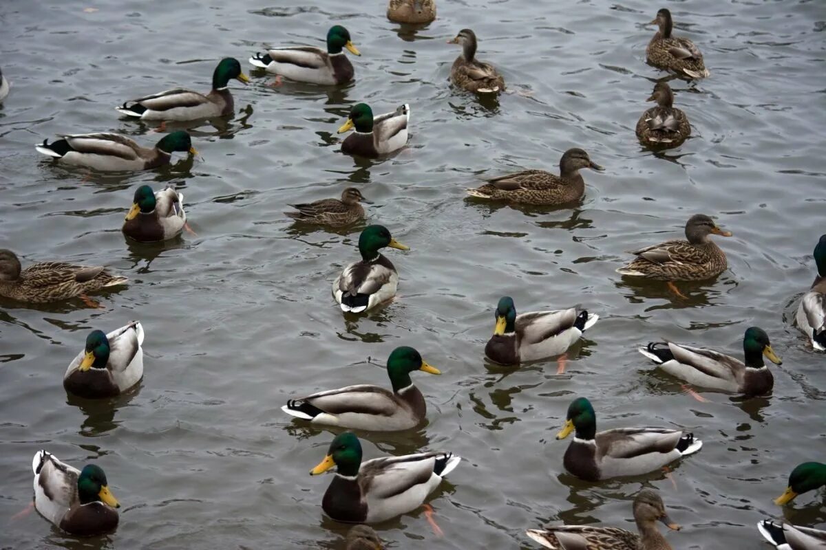 Утки россии фото с названиями. Утка водоплавающая птица кряква. Дикие водоплавающие птицы Марий Эл. Утки Ленинградской области. Водоплавающие птицы СПБ И Ленинградской области.