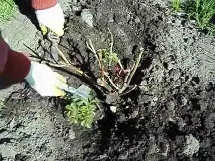 Почему розы перерождаются в шиповник что делать