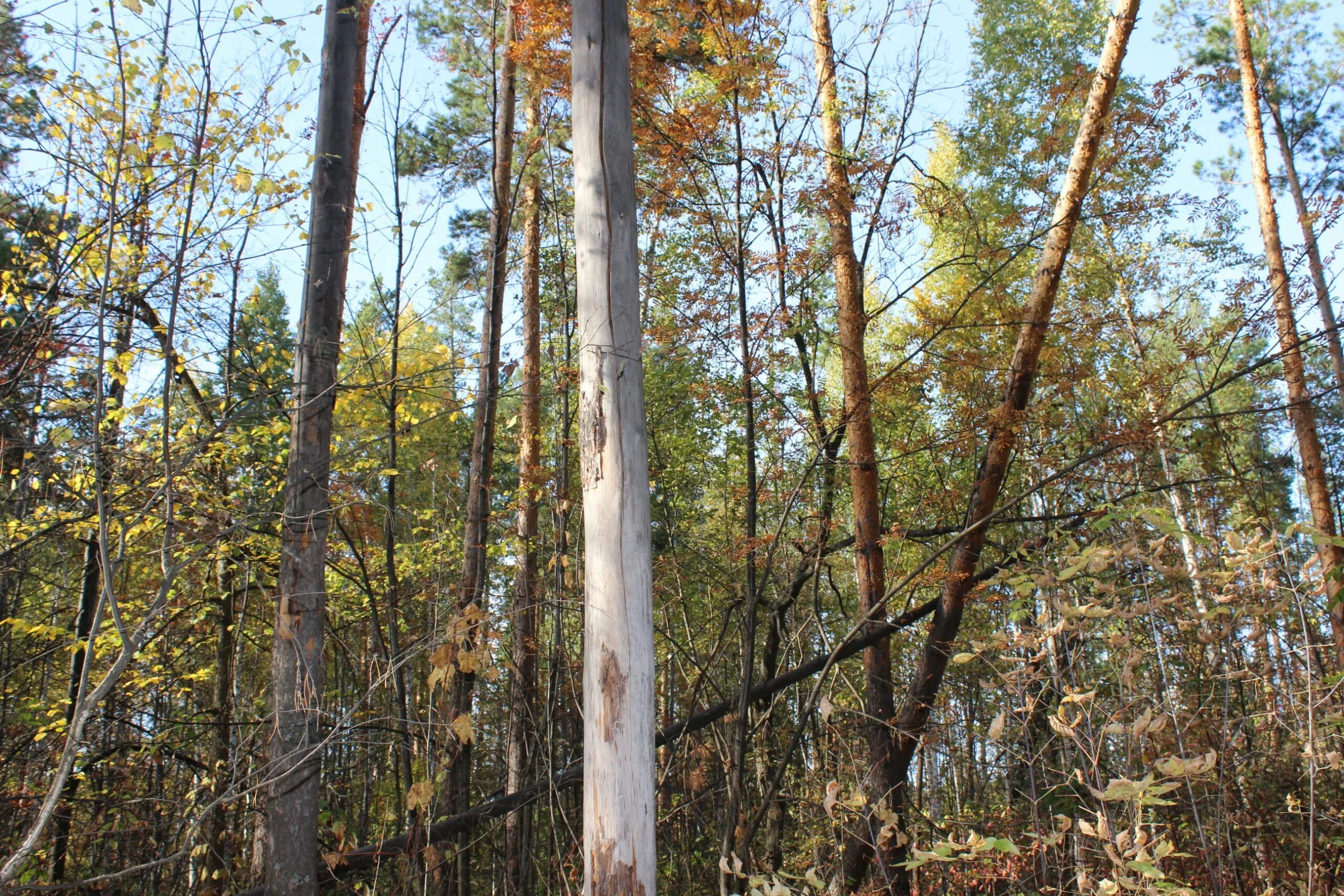 Валежник в лесу. Сухостой в лесу. Сухостой в лесу. Сухостой в лесу. Сосна горельник.