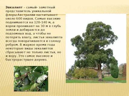Почему эвкалипт сбрасывает кору