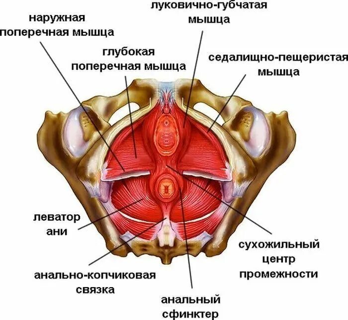 Лечение тазовых мышц. Анатомия тазового дна у женщин. мышцы тазового дна у женщин анатомия. мышцы тазового дна схема. леватор ани мышцы тазового дна.