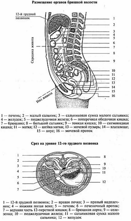 Большой и малый сальник анатомия. Сальник брюшной полости анатомия. Малый сальник анатомия человека. Органы брюшной полости лечение