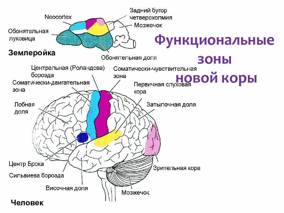 Кбп биология. Функциональные зоны КБП головного мозга. Головной мозг КБП зоны и доли. Функциональную зону коры больших полушарий мозга. Функциональные зоны и доли коры головного мозга.