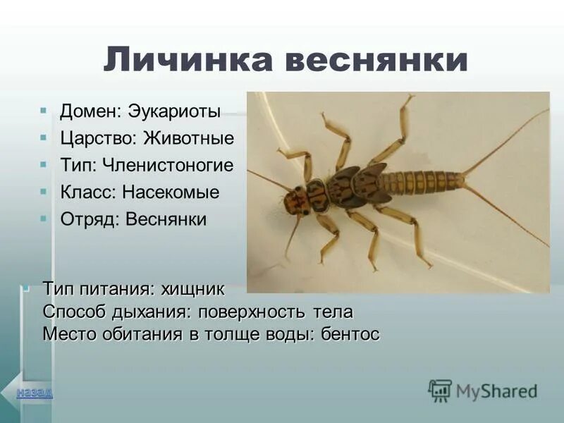 Характеристика отряда жесткокрылые. Царство животные тип членистоногие класс насекомые. Отряд веснянки личинки. Царство животные тип членистоногие класс насекомые. Классификация пчел.