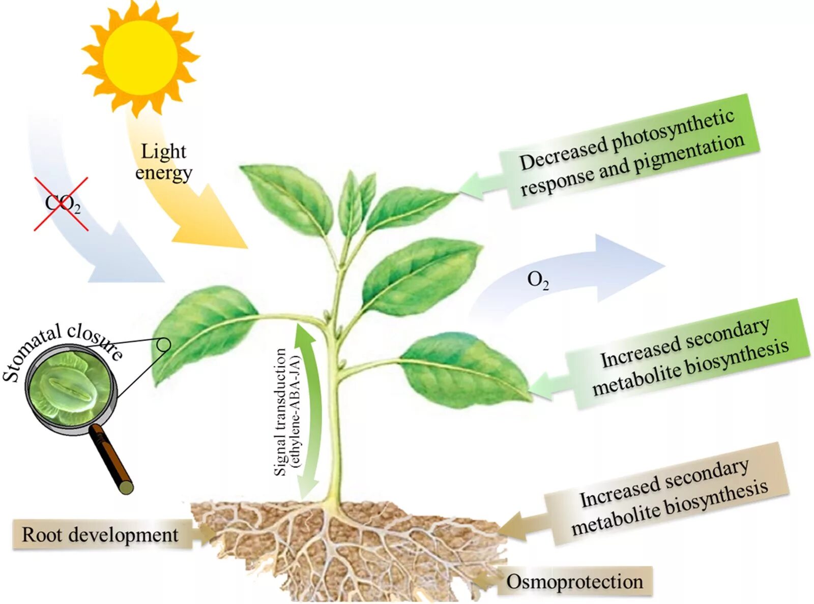 Факторы влияющие на растения. Экологический стресс для растений. Физиология растений. Влияние факторов на растения.