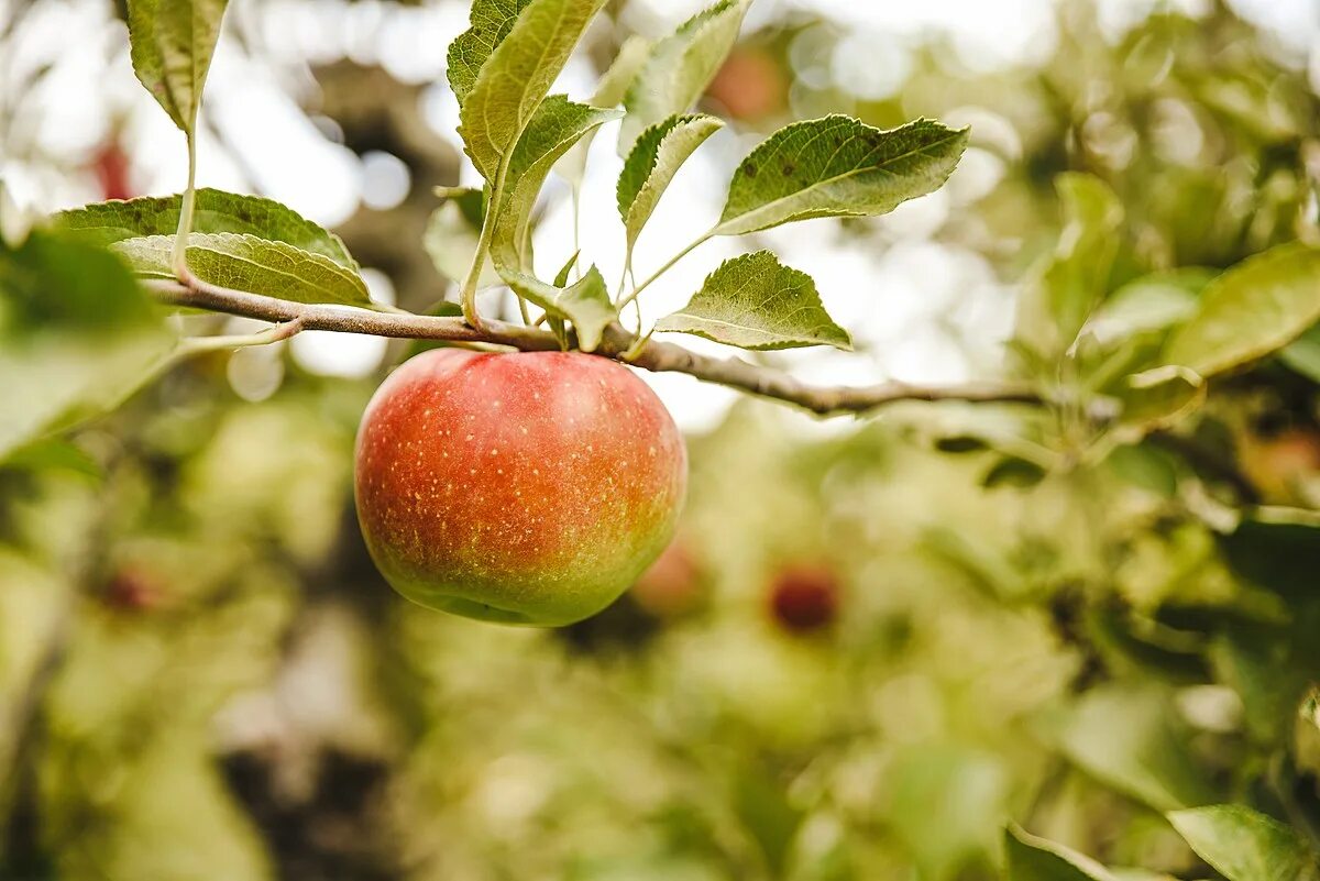 Елка и айова яблоко. Мир в яблоке. Apple Orchard. Picking Apples. Apples Celebrations.