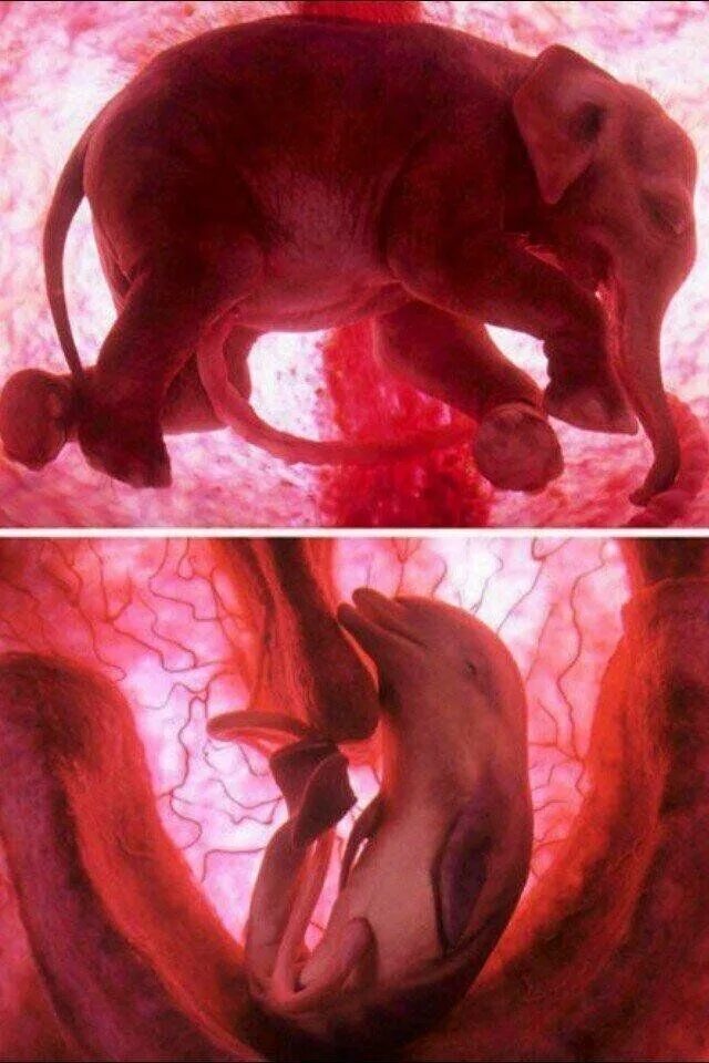 Плод животных. Животные в утробе матери. Плод животных. Плод животных. Плод животных.