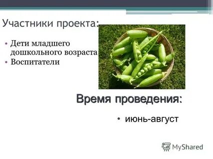 Дед горох
