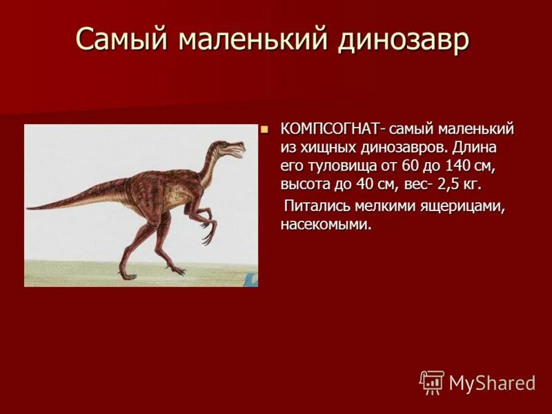 Как назывались маленькие динозавры. Компсогнат динозавр. Компсогнат сообщение о динозавре 1 класс. Рассказ о динозавре Компсогнат. Самый маленький динозавр Компсогнат.