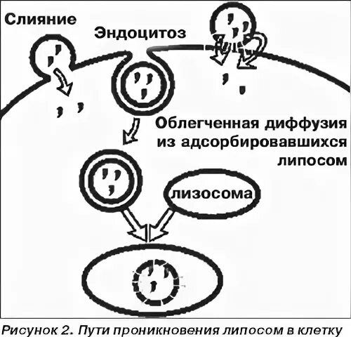 Сливается с лизосомами. Метод липосом – переносчиков ДНК. Способы проникновения содержимого липосом в клетку. Взаимодействие липосом с клетками. Проникновение липосом в клетку.