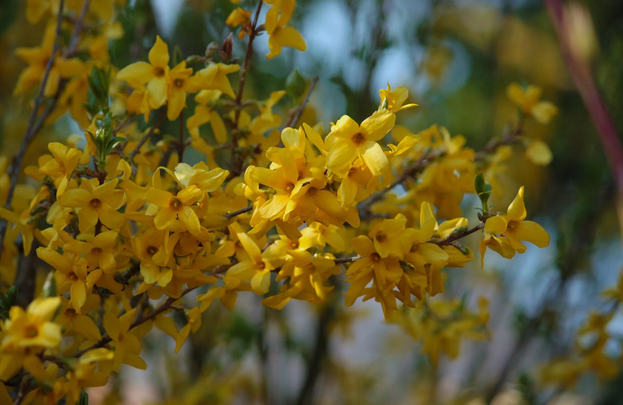 кустарник желтого цвета весной. форзиция гибридная малух. кустарник желтого цвета весной. кустарник желтого цвета весной. форзиция джиральда.
