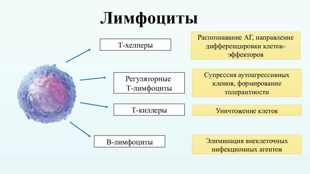 Количество т клеток. Строение и функции b лимфоцитов. В-клетки памяти лимфоциты функции. В лимфоциты функции схема. Лимфоциты строение и функции.