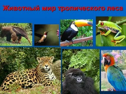 Какие растения обитают в влажных тропических лесах