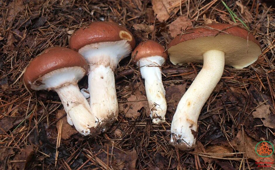 Масленок козляк моховик. Масленок поздний настоящий. Маслёнок обыкновенный (suillus luteus). Гриб suillus luteus. Настоящий поздний.