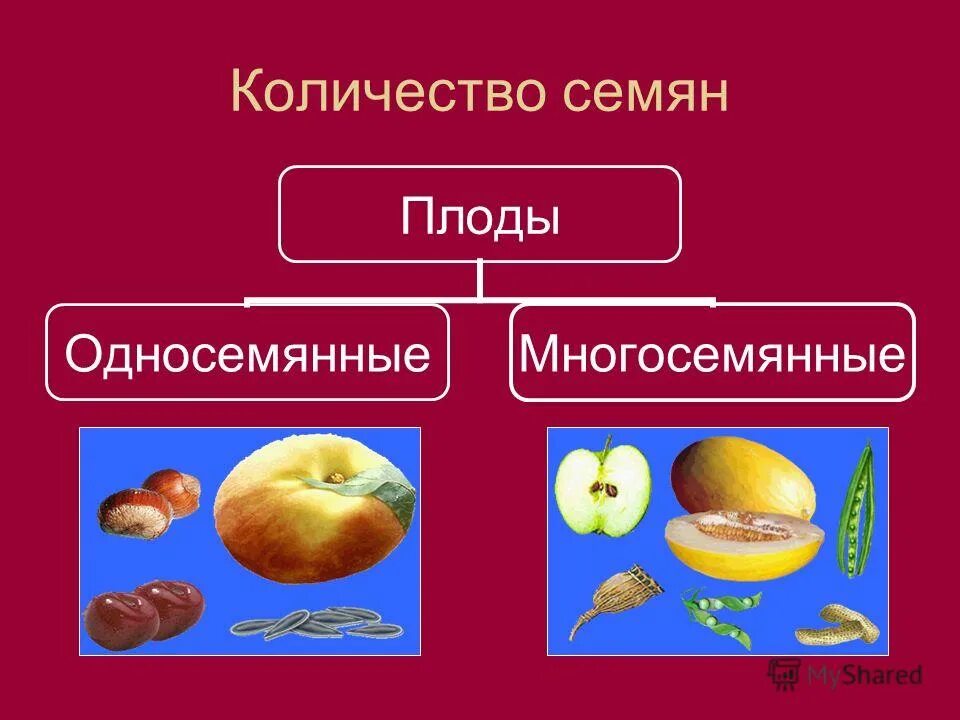 Сцхие одно семянные плоды. Односемянной или многосемянной. Сухие односемянные растения. Сочные многосемянные плоды. Растения с сухими многосемянными плодами.