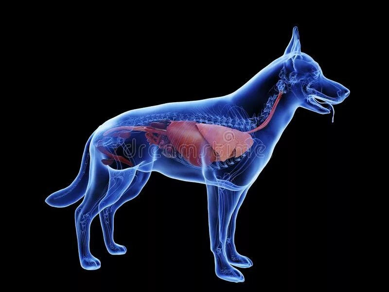 Внутренние органы собаки расположение. Анатомия собаки внутренние органы 3д. Собака анатомия 3д модель. Организм собаки и человека. Можно собакам селезенку