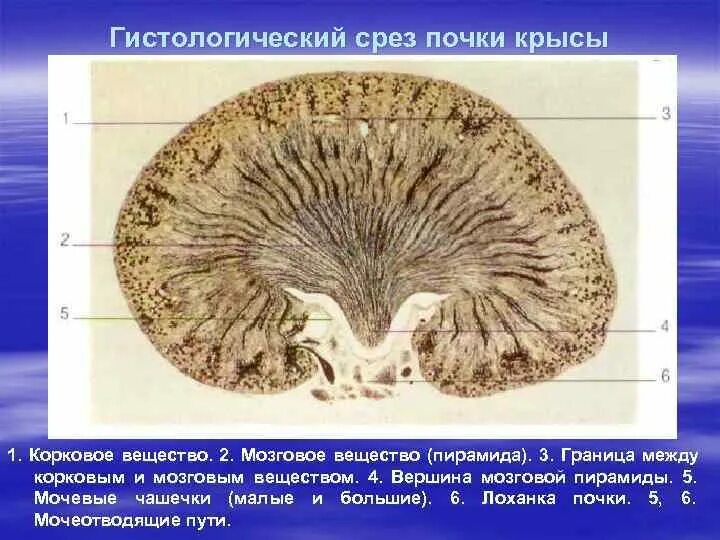 Корковое вещество почки функции. Гистологическое строение почки. Срез почки.