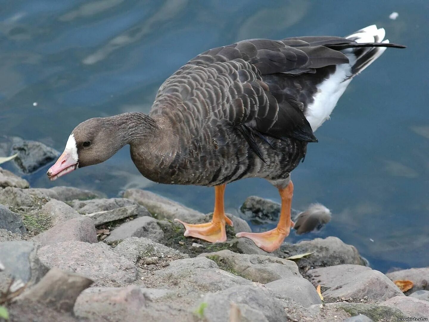 Goose Population Dynamics in the California Central Valley and Pacific Flyway U.