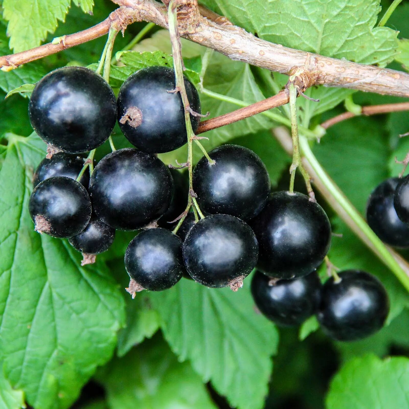 смородина ул урицкого 1 отзывы. сорт смородины селеченская 2. смородина чёрная. смородина черная сорт бинар. смородина сорт "ильинская".