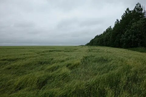 Лесополосы в зоне степей