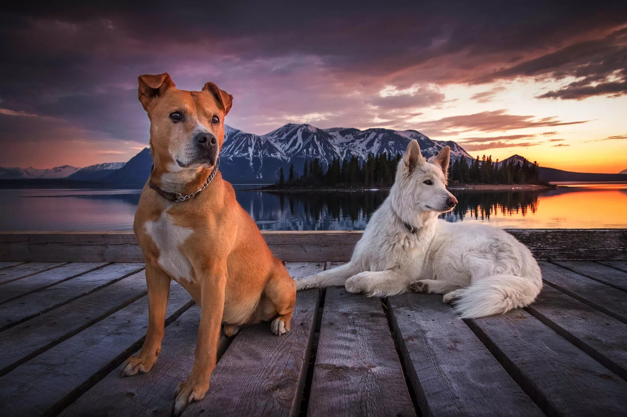 Now only dogs. Красивые собаки. Картинки на рабочий стол собаки. Красивые пейзажи с собаками. Собака на природе.