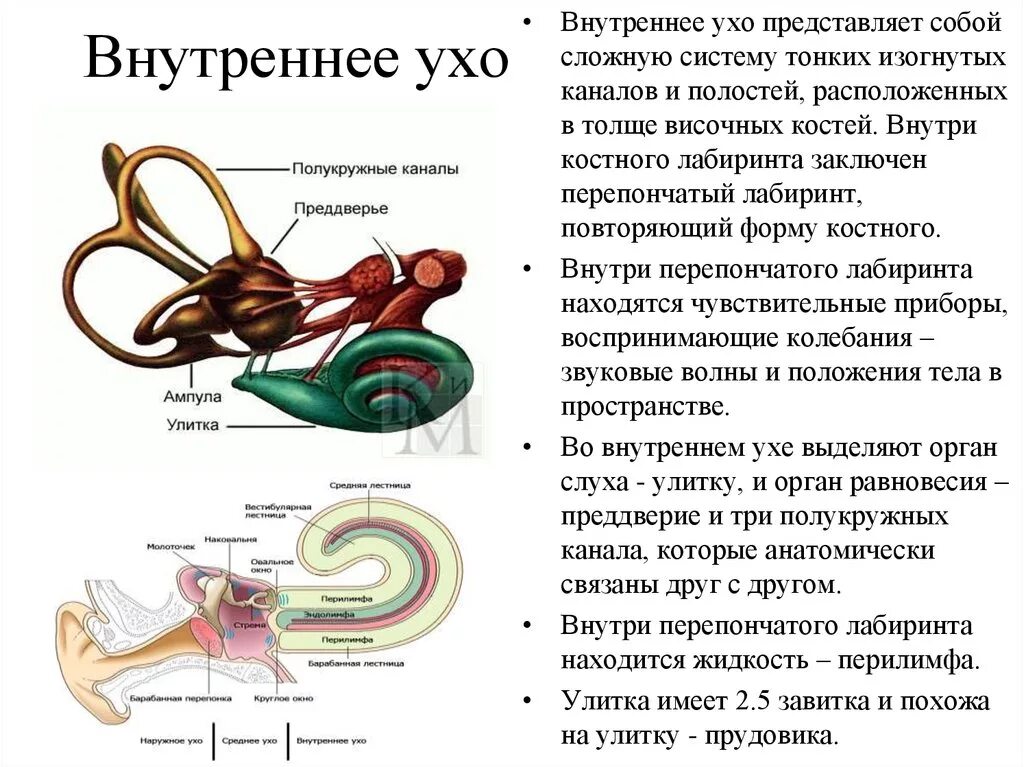 Улитка выполняет функцию. Внутреннее ухо строение и функции анатомия. Внутреннее ухо строение улитки. Строение и функции улитки внутреннего уха. Улитка уха строение и функции.