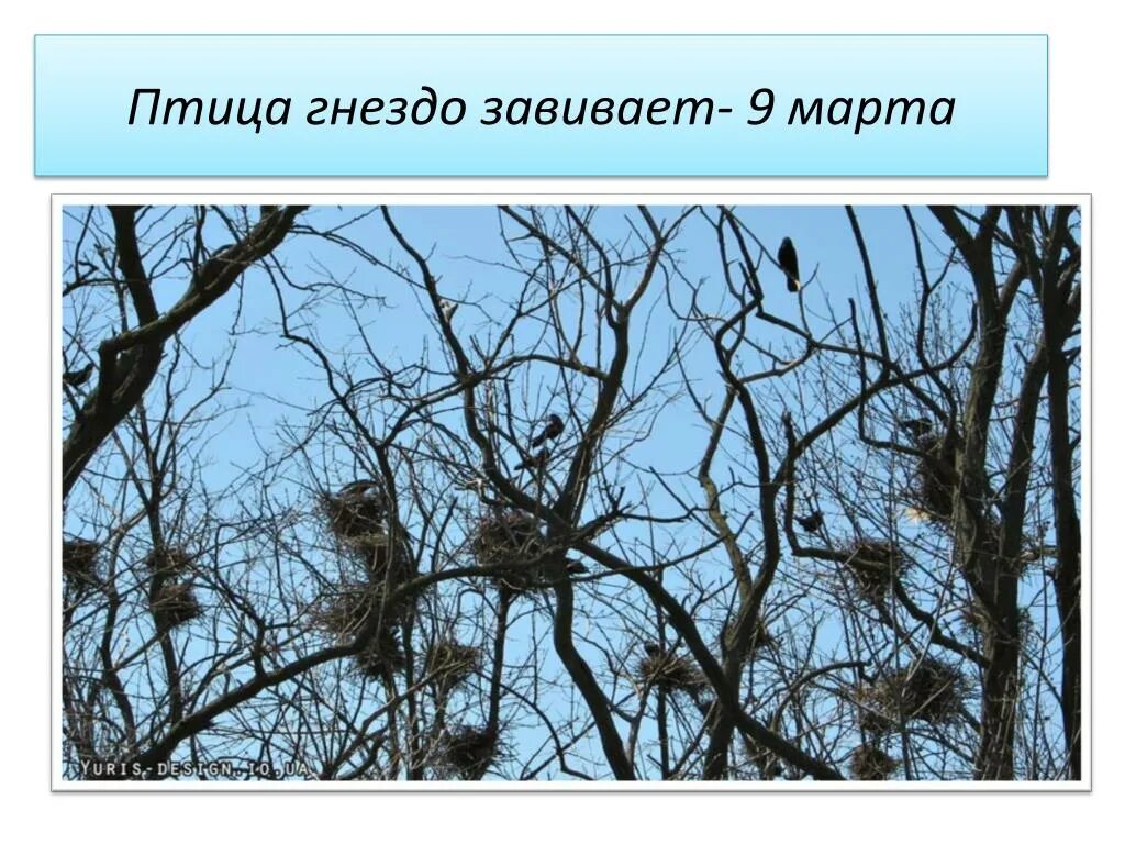 Много мест много гнезд задание. Вороньи гнезда на деревьях. Гнездо на дереве. Русский язык. Много мест много гнезд задание.
