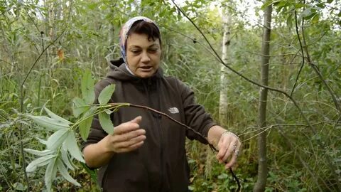 Корне видео