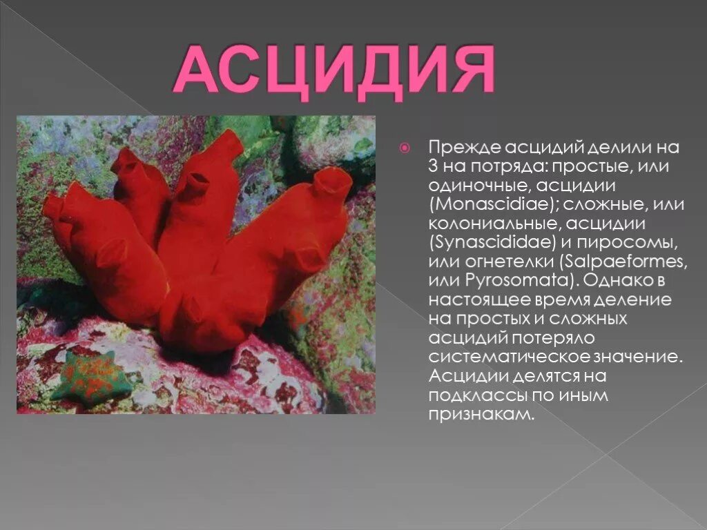 Образ жизни асцидии. Класс асцидии. сообщение о классе асцидии.. красные асцидии.