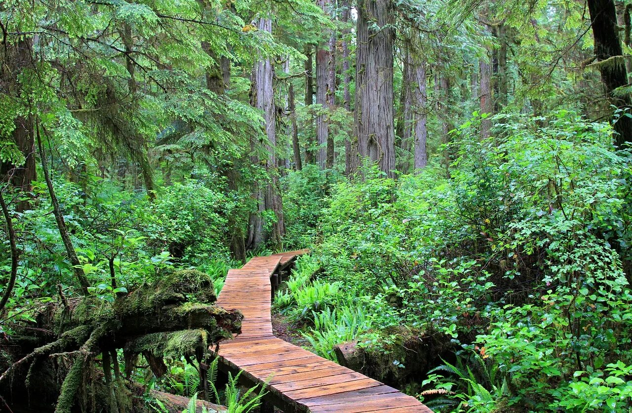 Какой лес самый богатый. Ванкувер лес. Лес остров Ванкувер. Канада остров Ванкувер леса. Rainforest Канада.