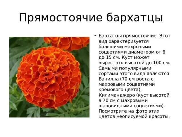 Бархатцы значение цветка. Бархатцы. бархатцы тагетес высота растения. бархатцы стебель.
