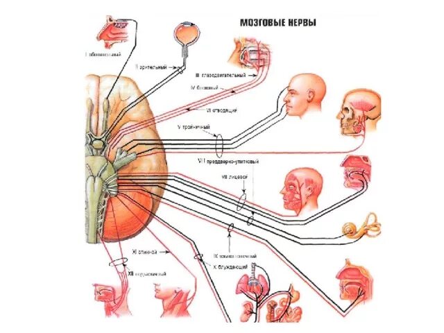 Пути черепных нервов. Онтогенез черепных нервов. Черепно мозговые нервы строение. Строение черепно мозговых нервов. Черепные нервы двигательные и чувствительные.